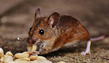 24 Hour & Emergency Exterminators in Congo, PA